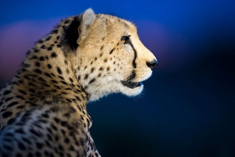 Geparden-Sichtung auf einer Nacht-Safari