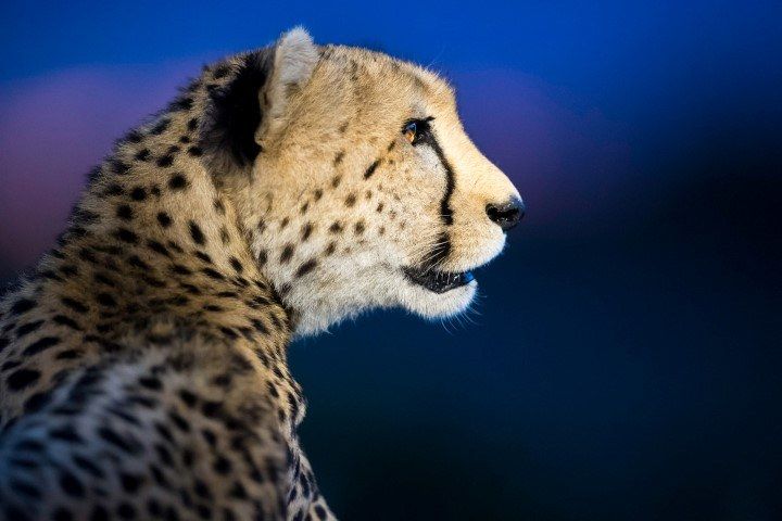 Geparden-Sichtung auf einer Nacht-Safari