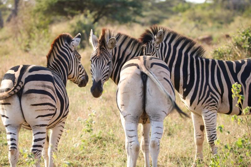 Zebras in Mkhuze Game Reserve in KwaZulu-Natal