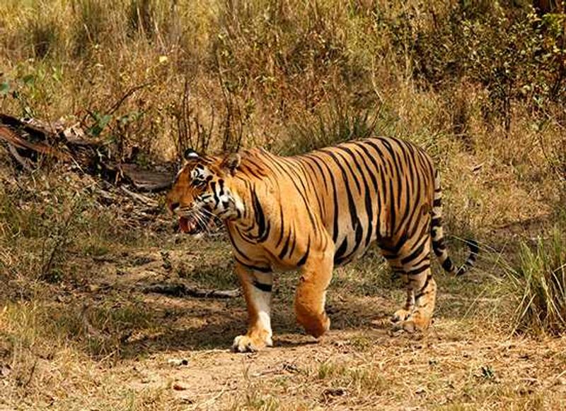 Tiger | India
