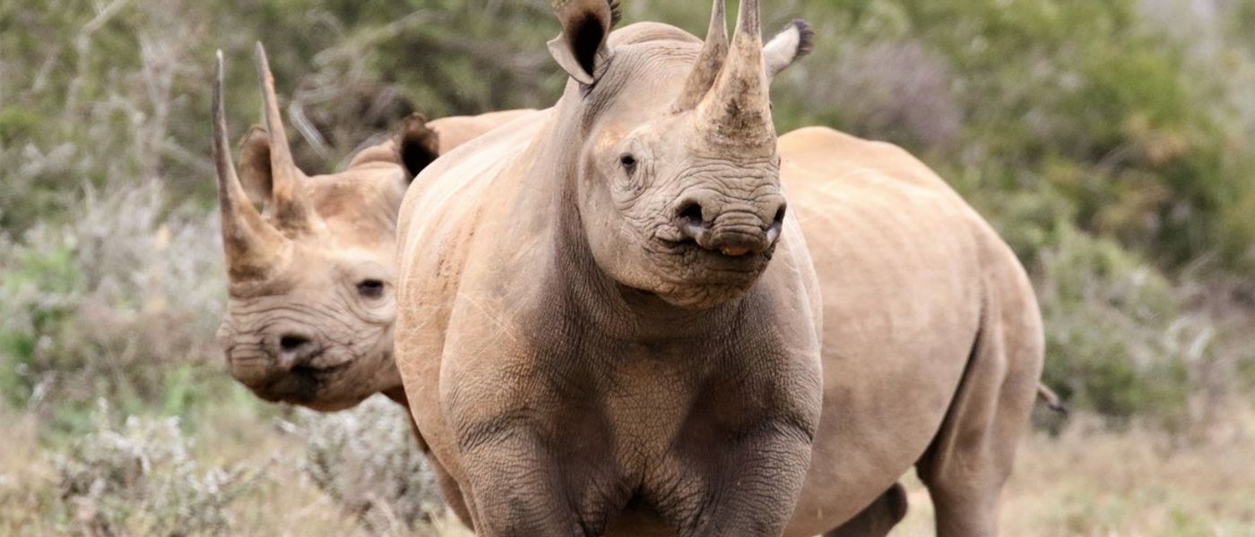 Vom Aussterben bedrohte Tiere in Afrika – hier sehen Sie die einzigartigen Lebewesen