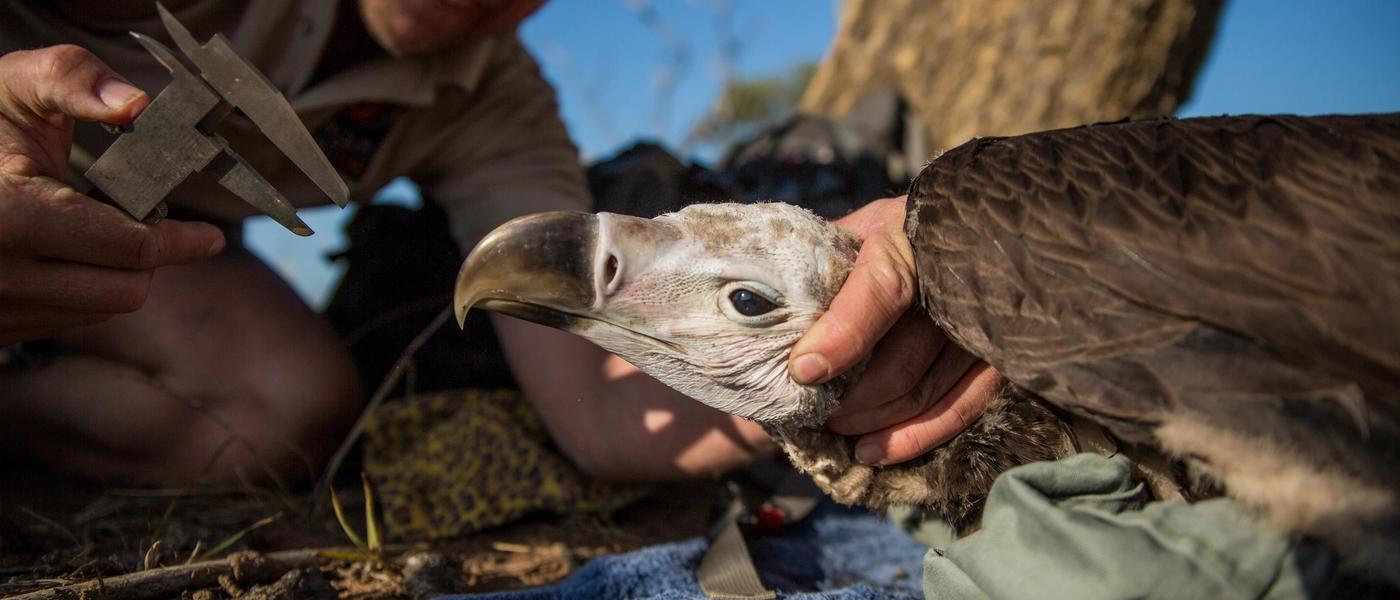 The Fight and Plight of Zululand’s Endangered Vultures