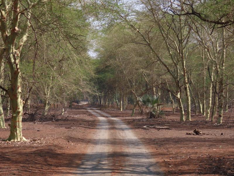 Road in Gorongosa National Park
