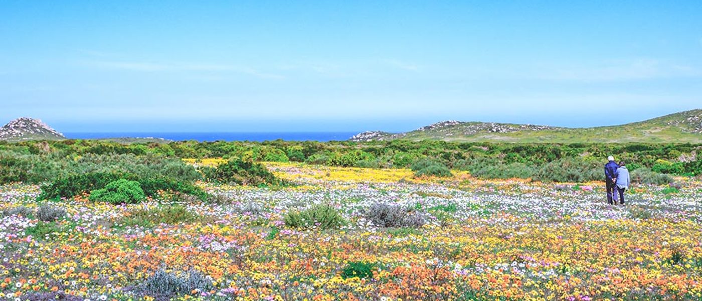 Tout ce qu’il faut savoir sur la Saison des Fleurs au Cap
