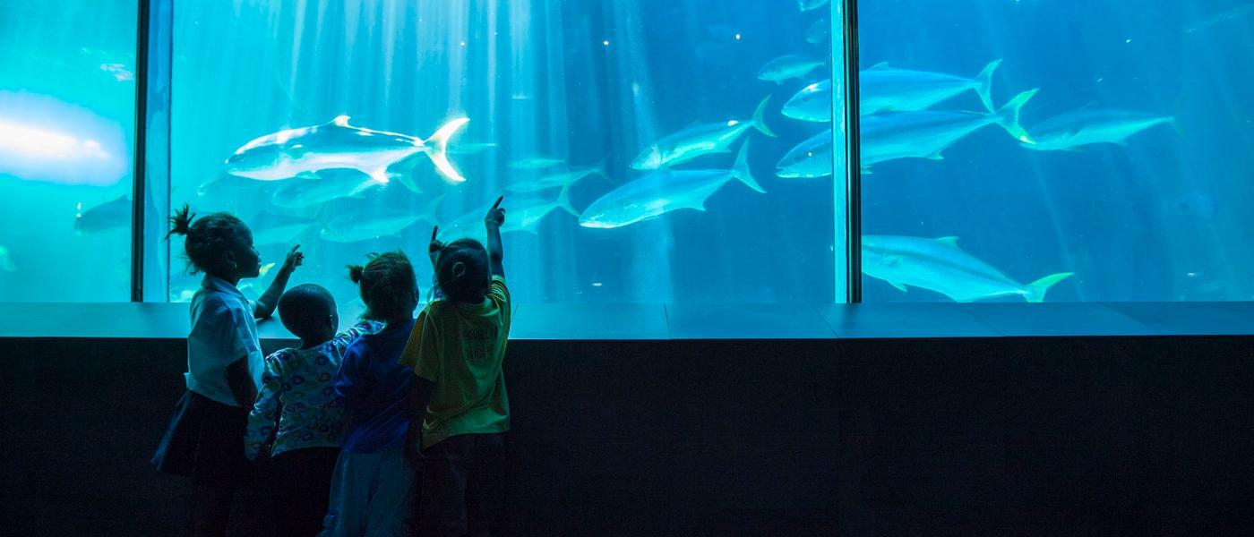 Under the Sea with Khumbulani