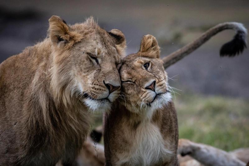 Two young lions affectionately press their heads together during a safari in October.