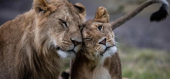 Le guide des Big 5 pour les novices : Afrique de l'Est vs Afrique australe
