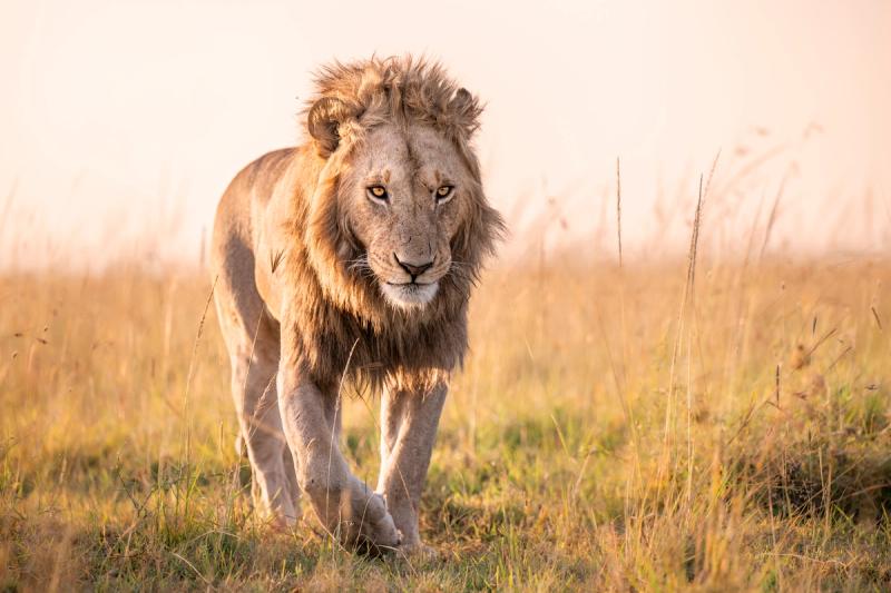 A young male lion with a developing mane striding through tall grass in soft golden morning light.