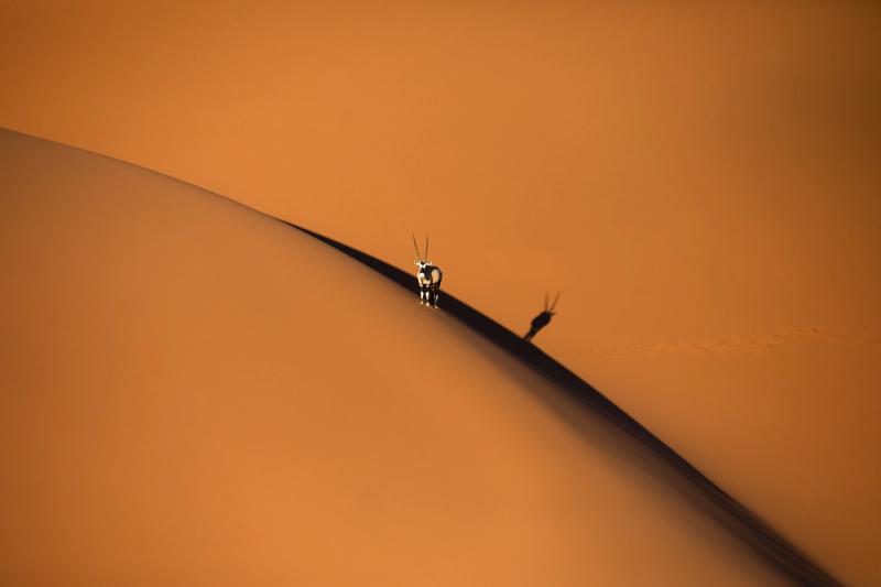 A lone oryx in Namibia