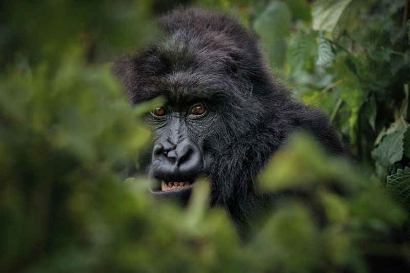 África Oriental oferece certas experiências que você não encontrará em nenhum outro lugar