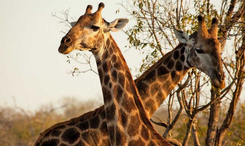 Giraffes