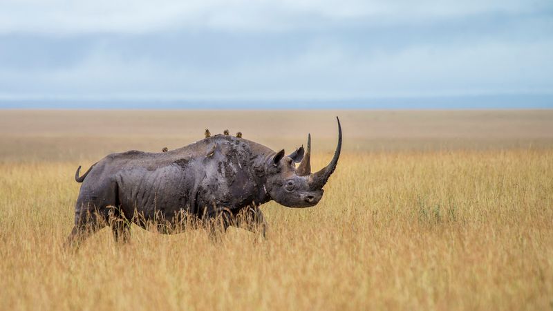 Nashorn in der Wildnis - Namibia ist eine einmalige Safari-Destination