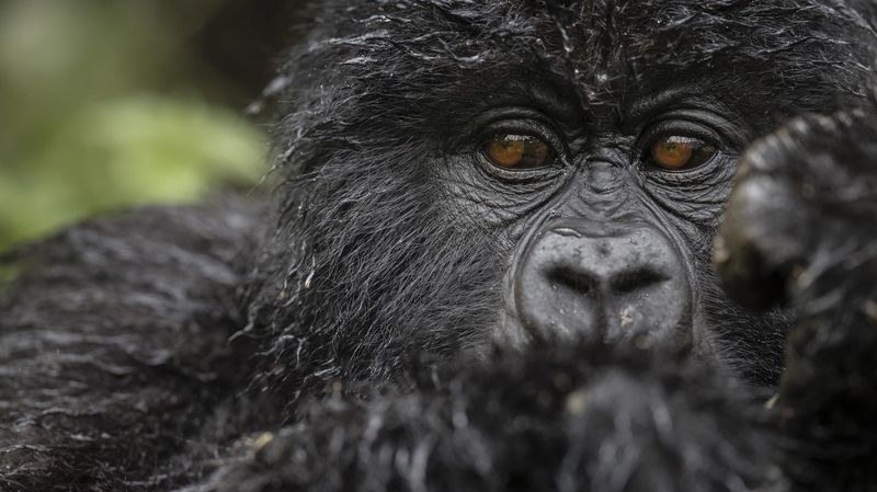 Close-up of a gorilla in Rwanda at Singita Kwitonda,