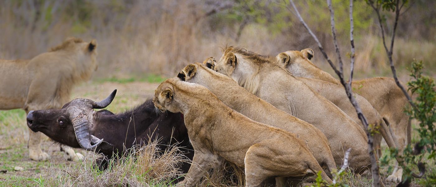 The Circle of Life: 8 Photos of Kills in the African Wild