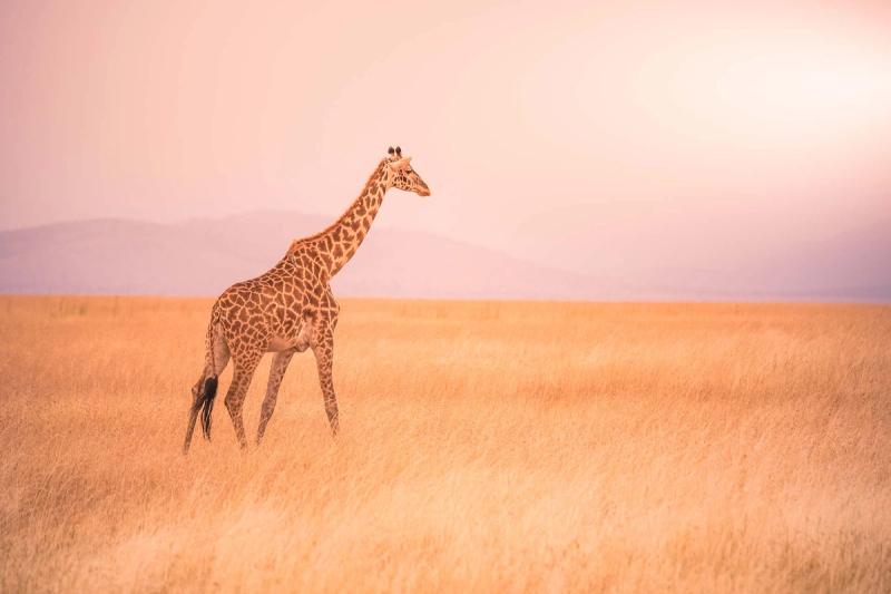 lonely giraffe in the savannah serengeti national park at sunset,