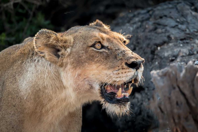 A lioness