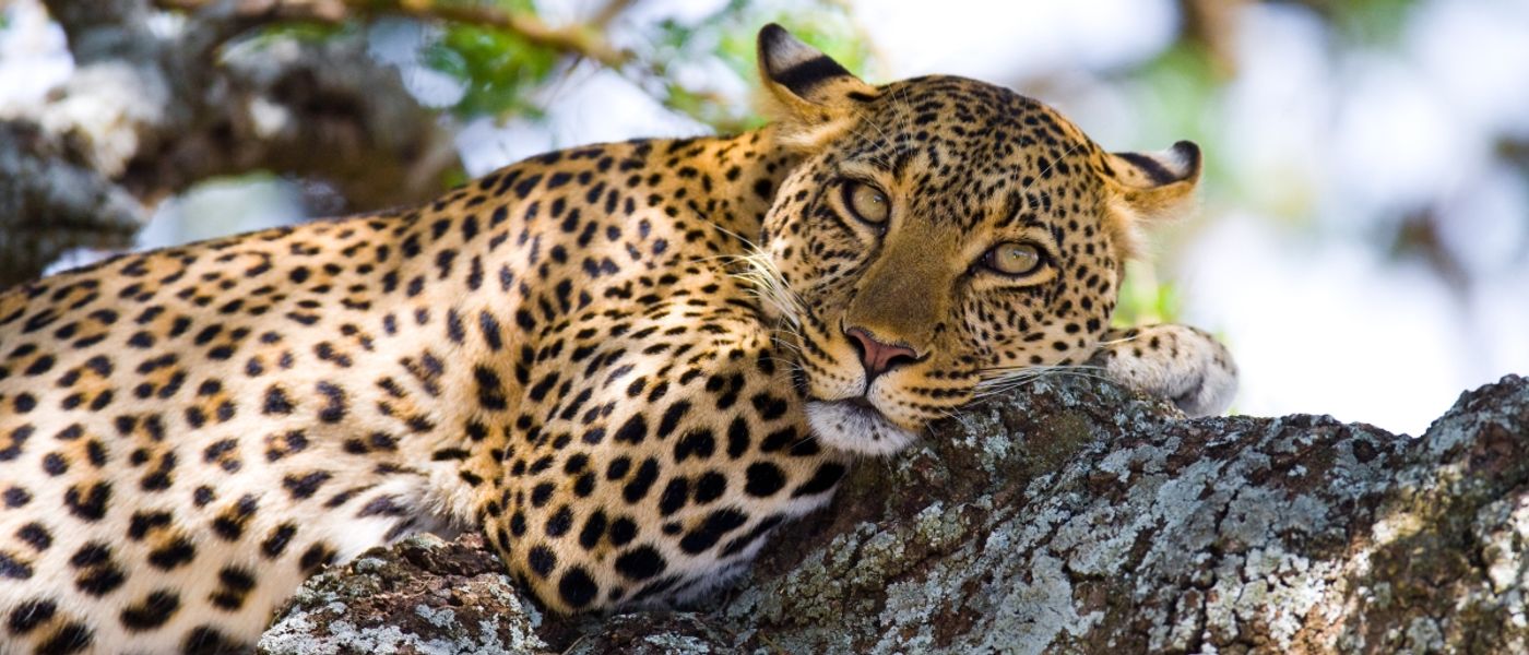 Answering Africa’s Call: Our Guest Lindy’s Soul-Stirring Story