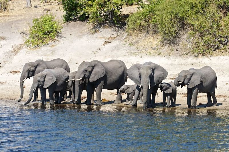 In Africa, watch herds of elephants drinking at the river