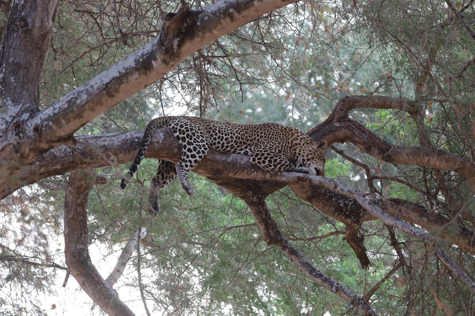 My Zambia Safari: The Most Extraordinary Place on Earth