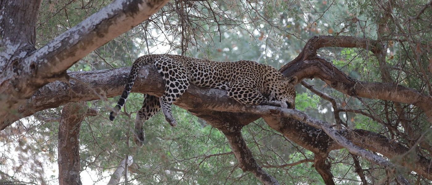 My Zambia Safari: The Most Extraordinary Place on Earth