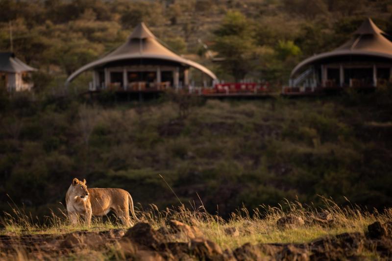 A lioness stands alert on a grassy ridge with luxury safari tents in the background during a safari in October.
