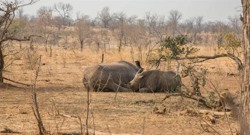 Rhinocéros blancs au Mosi-oa-Tunya National Park, Zambie, à proximité des Chutes Victoria