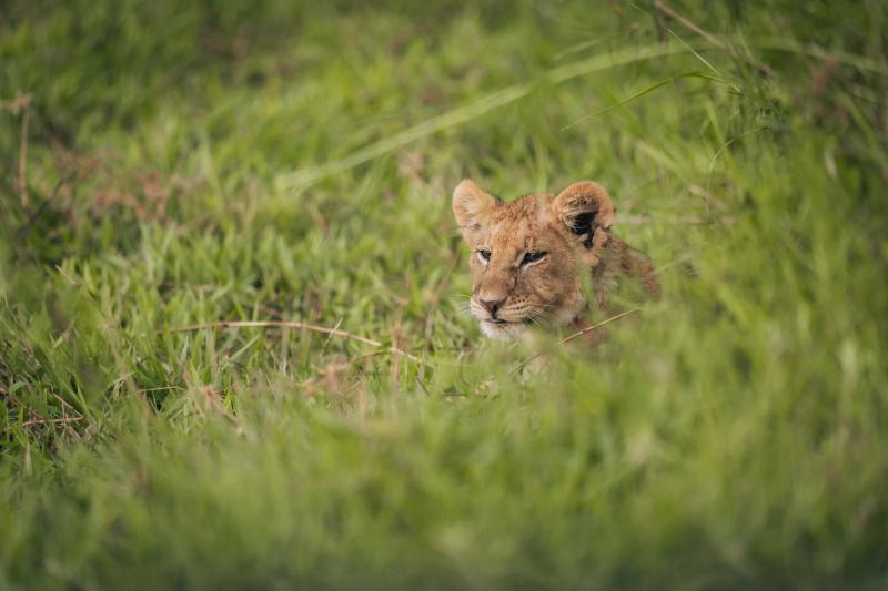 Os filhotes fofos vão conquistar seu coração na África