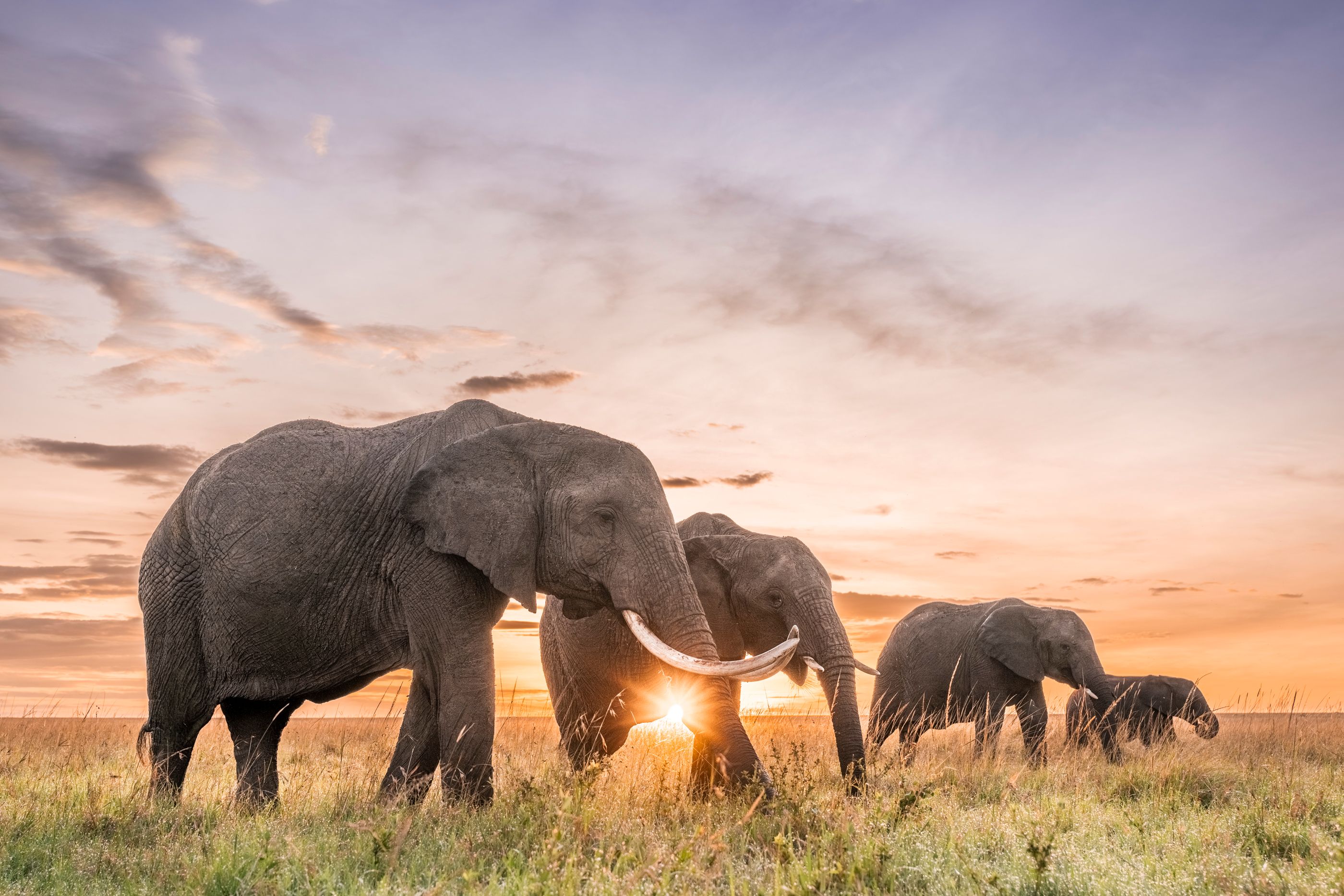 The Rhino Africa Difference – The Best Way to Safari