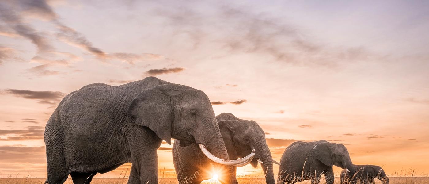 The Rhino Africa Difference – The Best Way to Safari