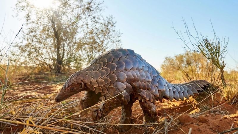 A pangolin, one of the most elusive African animals, ambles through the red sands of the Kalahari with its armour of overlapping scales catching the light