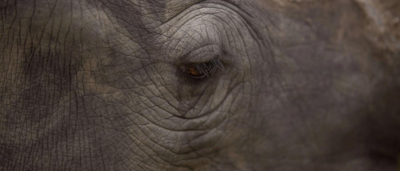 Protecting Our Rhinos From Poachers