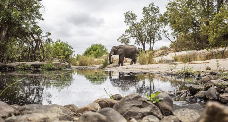 Elephant in the Kruger National Park