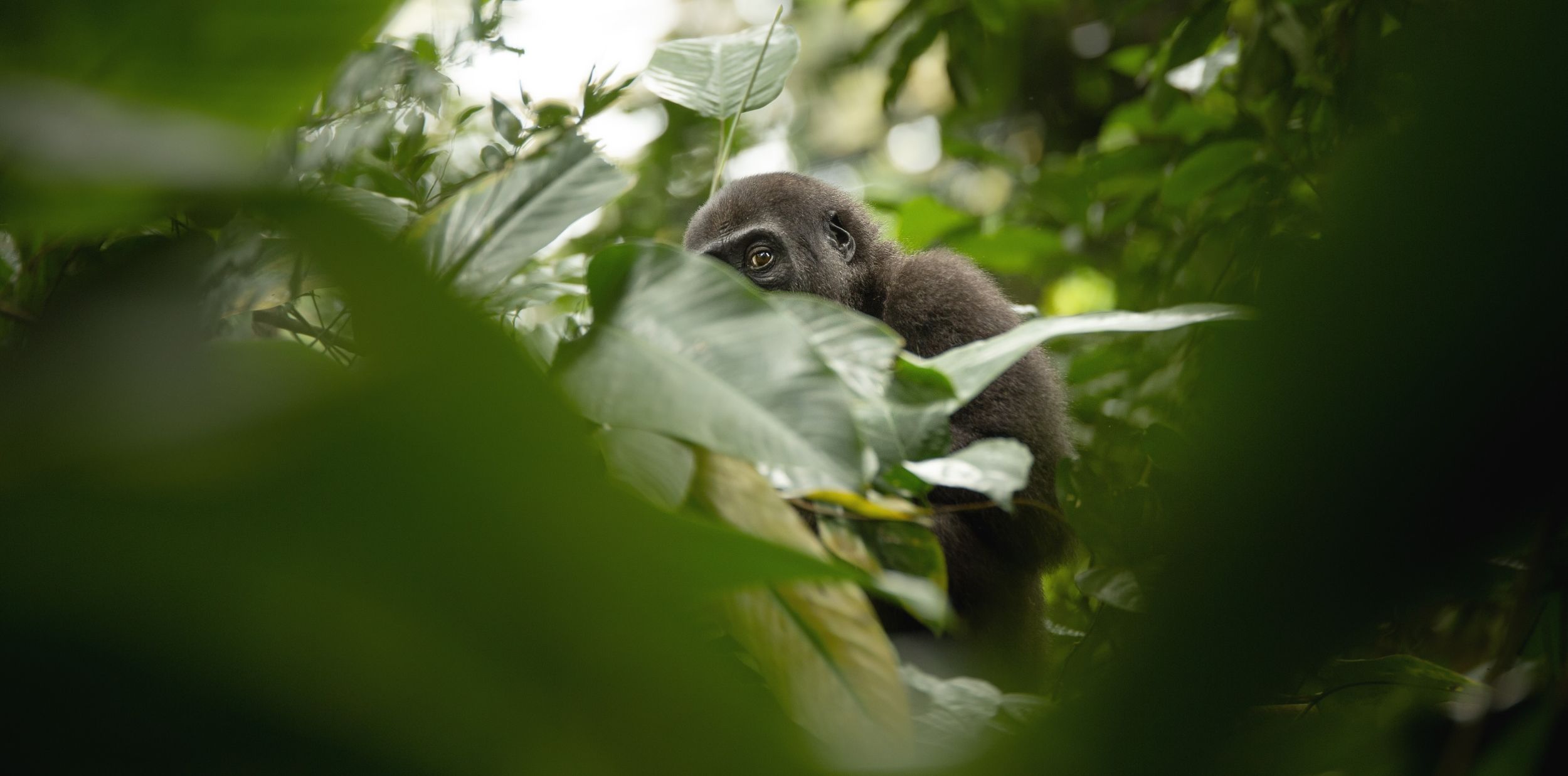 The Most Beautiful Forests in Africa
