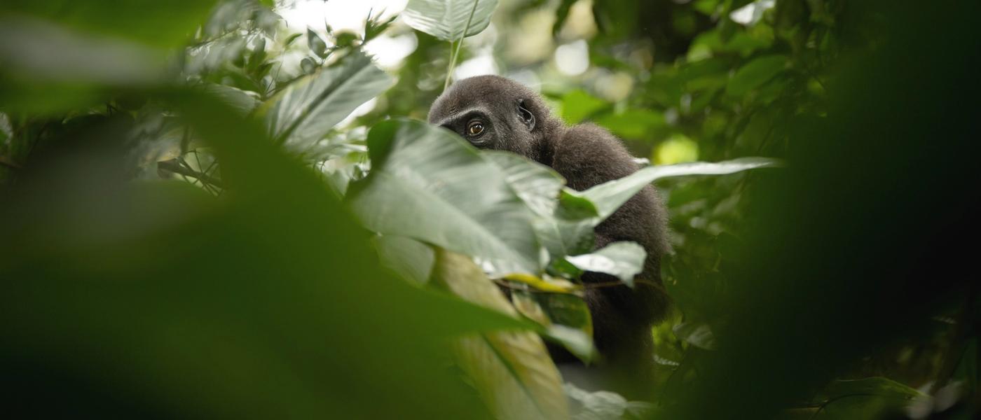 The Most Beautiful Forests in Africa