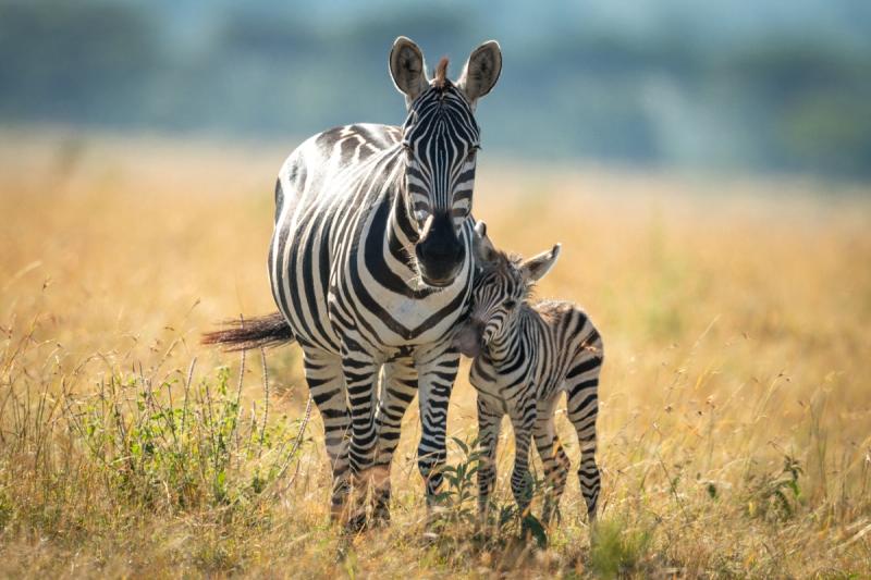 An adult zebra stands closely beside a young foal in golden grassland, the foal gently nuzzling its side