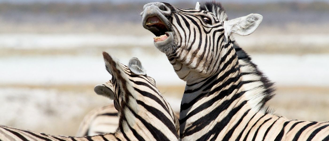 48h en Namibie et un safari à Etosha