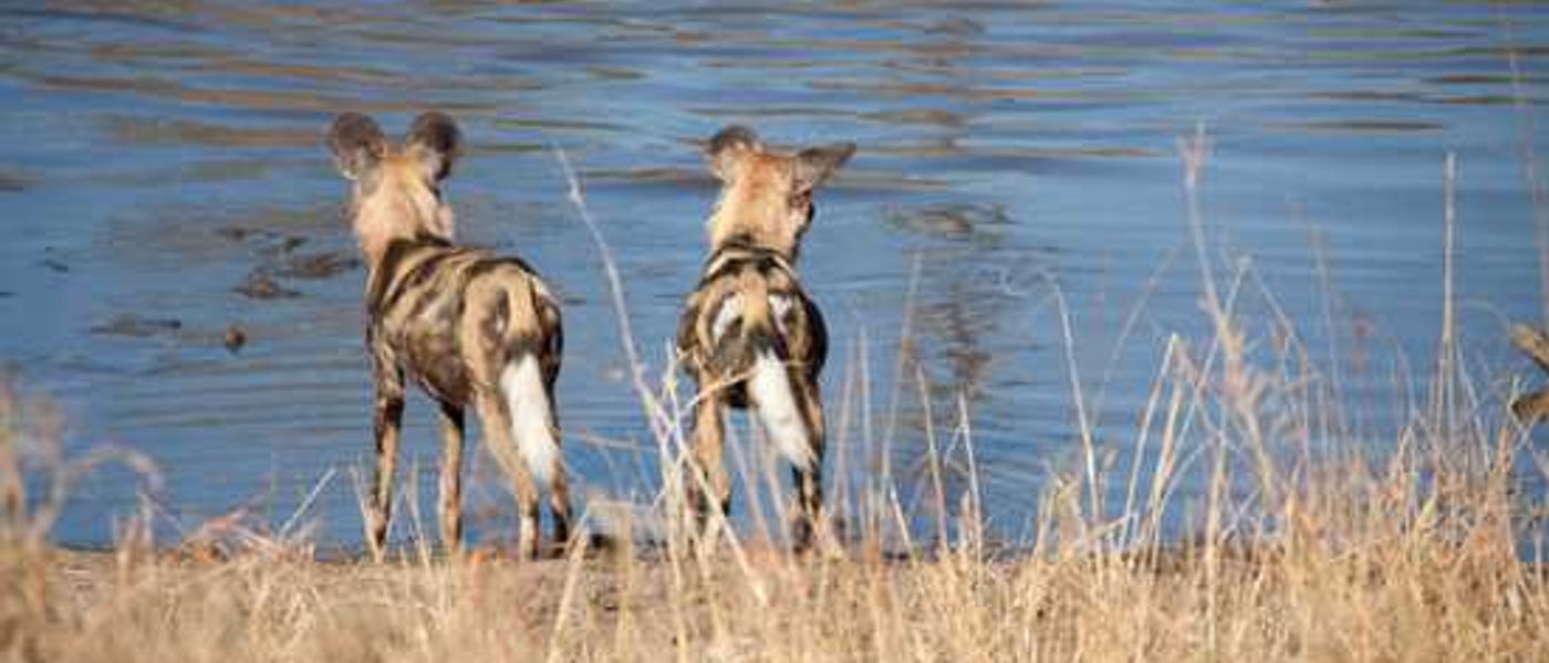 Saving Africa's Wild Dog - Wildlife ACT Fund & Woolworths