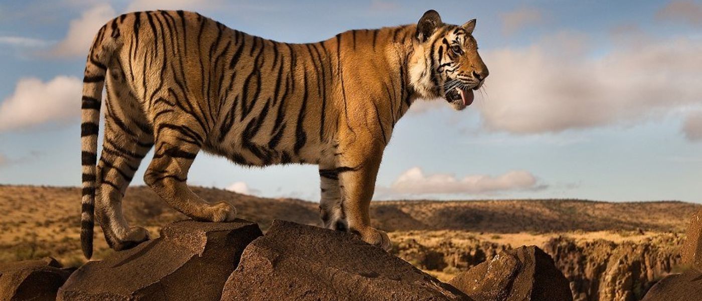 Leben Tiger in Afrika? Wir haben die Antwort!