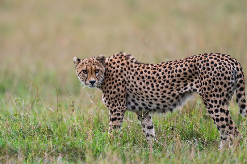 A cheetah stands alert in the grasslands, its amber eyes fixed on the horizon, embodying the predator-rich drama of Africa in September.