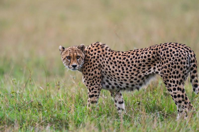A cheetah stands alert in the grasslands, its amber eyes fixed on the horizon, embodying the predator-rich drama of Africa in September.