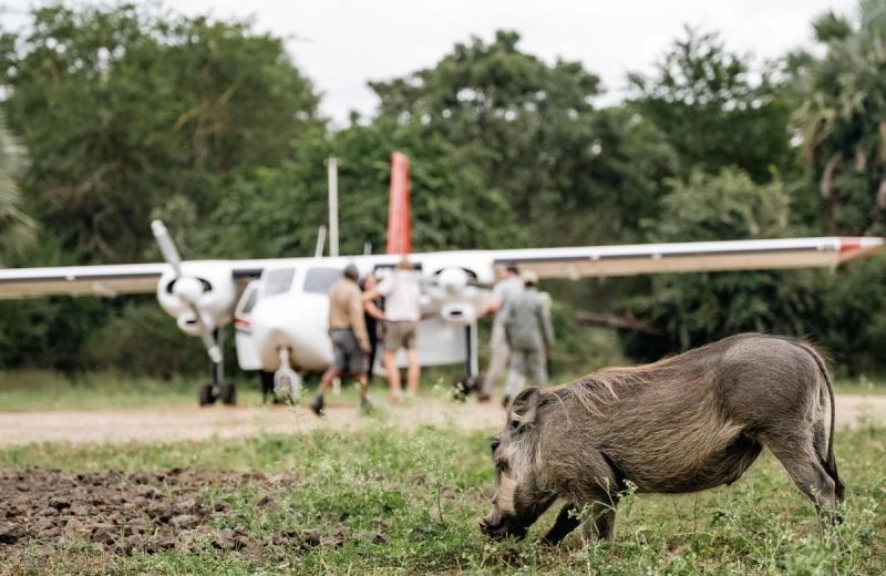 A warthog grazes calmly in the foreground while a small aircraft and people stand behind it, illustrating the impact in Gorongosa where wildlife and responsible tourism visibly coexist.