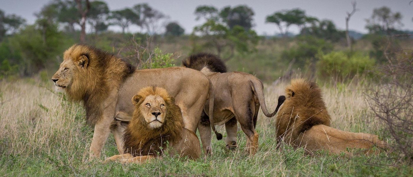 When is the Best Time to Visit Kruger National Park?