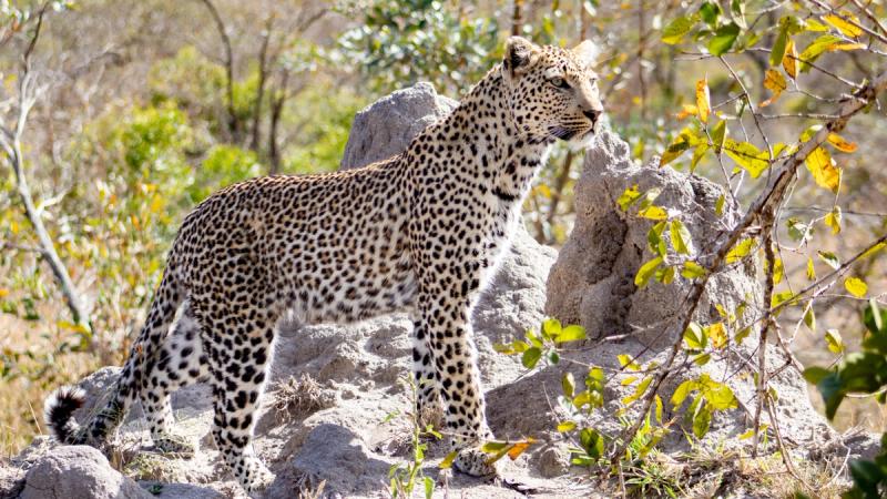 Makwamsava looking at prey on a termite mound at Silvan Safari