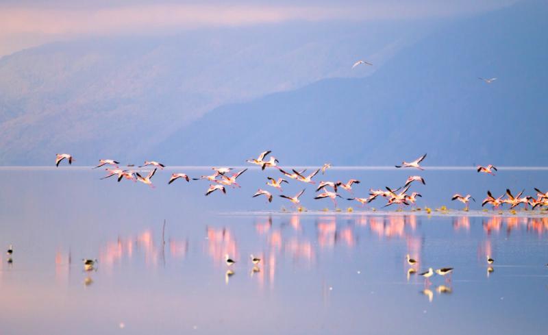 Rosa Flamingos fliegen über den Lake Manyara in Tansania