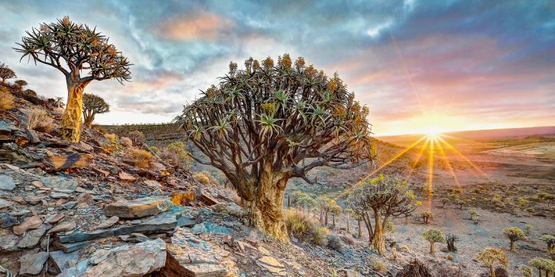 Majestic quiver trees rise from a rocky, barren landscape as the sun sets