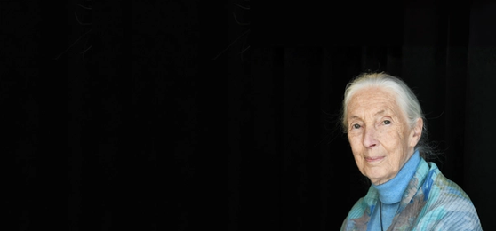 Our Tribute to a Legend: The Legacy of Dr Jane Goodall
