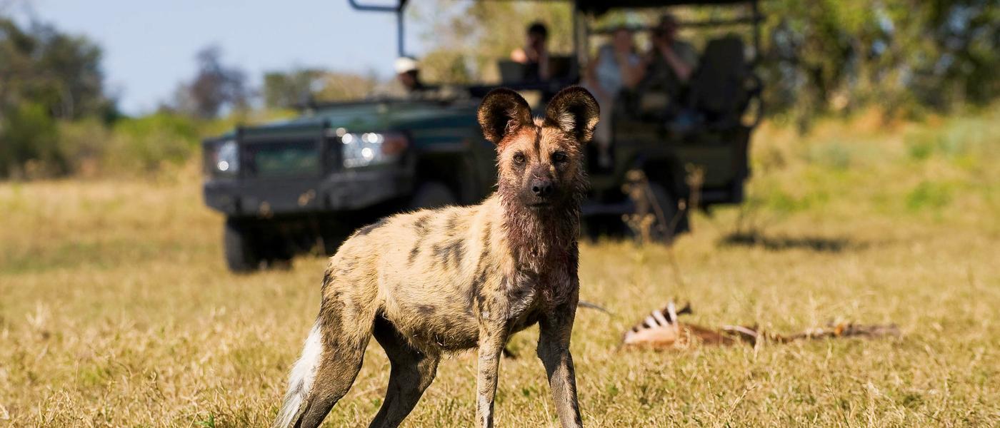 The Battle to Save South Africa's Wild Dogs