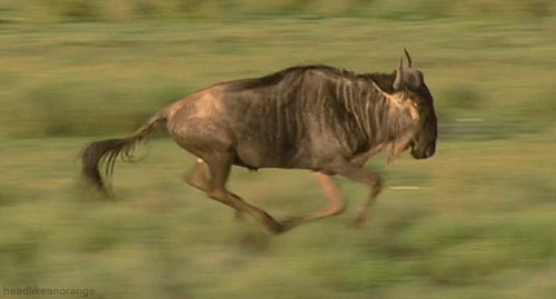 Wildebeest running gif