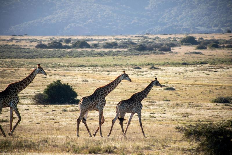 A small herd of giraffes gracefully strides across the open plains of a private game reserve during a babymoon safari.