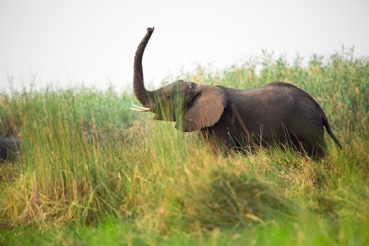 Just So Stories: How The Elephant Got His Trunk